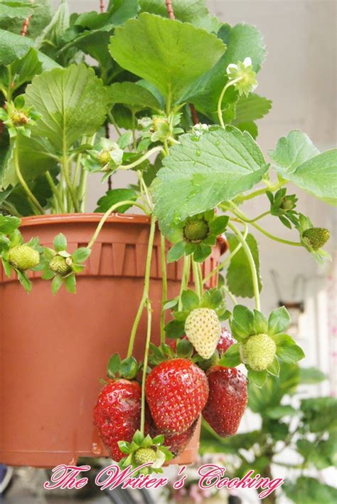 Pokok pinang kuning chyrysalidocarpus lutescens. HoBi & KoleKsikU...: Pokok Strawberry