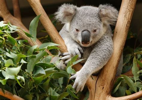 Issues Peta Australia Koala Australian Animals Koala