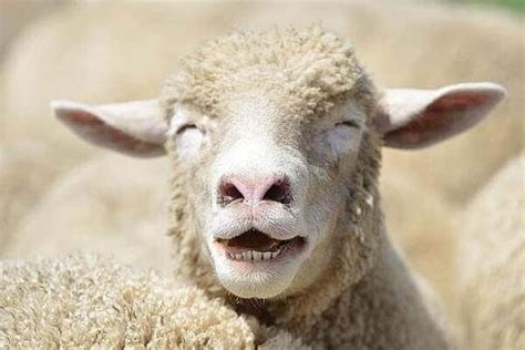 Pin By Soul Work On Humor In 2020 Happy Animals Funny Sheep Sheep Face