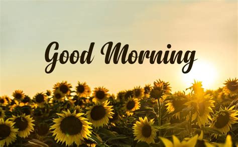 200 Good Morning Messages Wishes And Quotes Wishesmsg