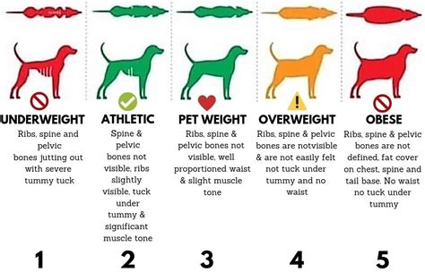 Ideal Canine Body Weight Fitdog Nation