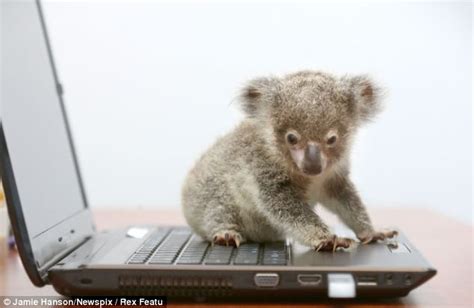 Baby Koala Cutest Thing Ever Pinterest