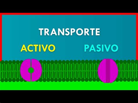 Diferencia Entre Transporte Celular Activo Y Pasivosoluci N