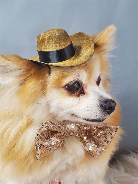 Set Cowboys Hat Gold Color With Bow Tie For Dog Or Cat Etsy