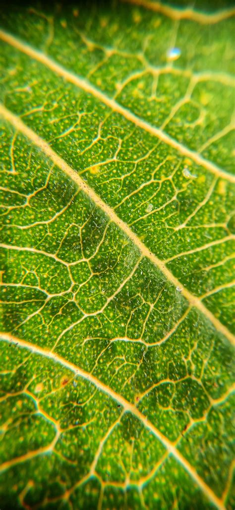 Leaf Margin Pixahive