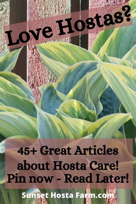 Hosta Articles For Hosta Lovers Hostas Diy Garden Projects Hosta Care