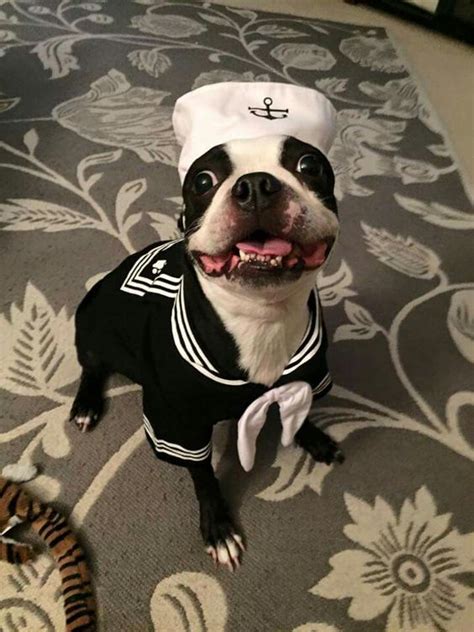 boston terrier   sailor costume  hallows eve pinterest ahoy matey sailors