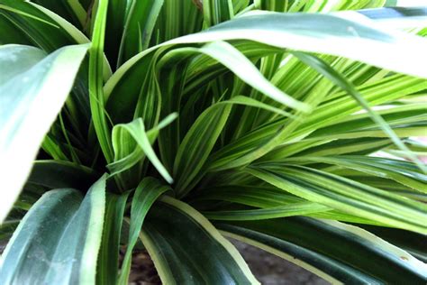 Green Long Leaves Free Stock Photo Public Domain Pictures