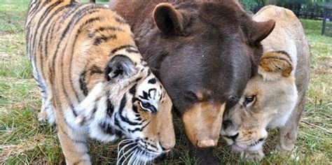 These Three Rescued Friends Havent Left Each Others Side For 15 Years