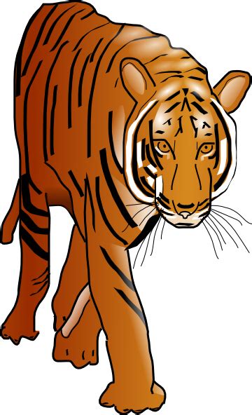 Color Tiger Clip Art At Vector Clip Art Online Royalty
