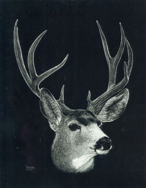 Mule Deer Buck Drawing By Don Winsor Fine Art America