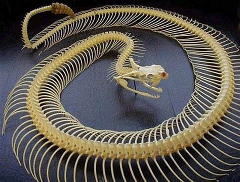 The Snakes Skeleton Buying One Of These For My Brother In Law