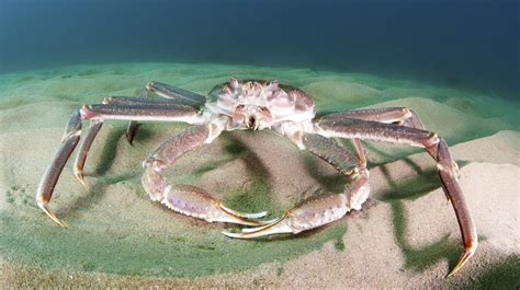 Snow Crabs And The Complexities Of Climate Change Arctic Focus