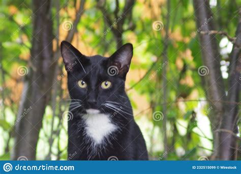 Gato Negro Con Gran Mancha Blanca En El Cuello Imagen De Archivo