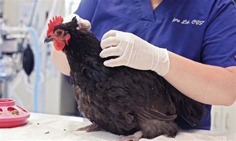 Parasites Of Backyard Chickens Clinicians Brief