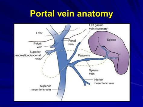 Gross anatomy the portal vein usually measu. Portal vein anatomy