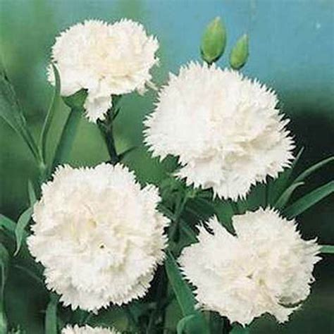 Carnation White 25 Seeds In 2021 Dianthus Flowers Flower Seeds