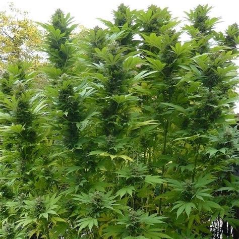 Quebec Cannabis Seeds Poison Skunk Cannabis Seeds Feminized Leafly