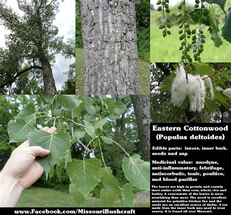 Eastern Cottonwood Populus Deltoides Wild Edibles Herbs Cottonwood