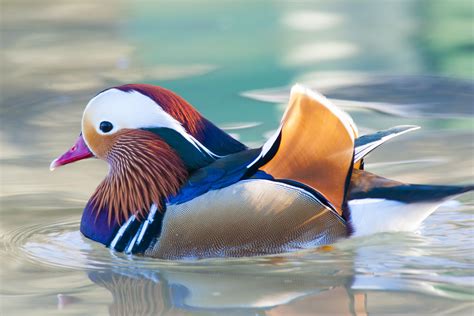 Colorful Facts About Mandarin Ducks