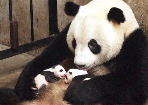 G1 Mundo NotÍcias Um Mês Após Nascimento Pandas Gêmeos Se
