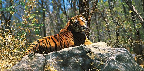 Trekking At Periyar Tiger Reserve Thekkady Experience Kerala