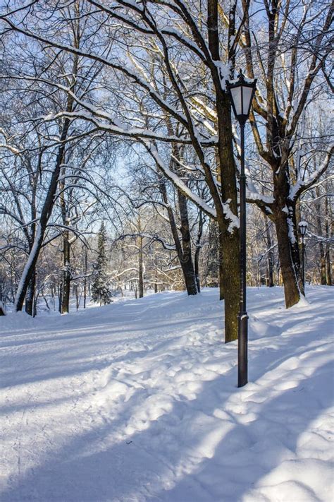 Morning Winter Frosty Landscape In The Park Winter Landscape Severe