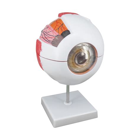 6x Enlarged Human Eye Model Anatomical Eyeball For Education