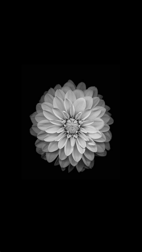Download Amoled Wallpaper Flower Iphone By Brandonchavez Black And