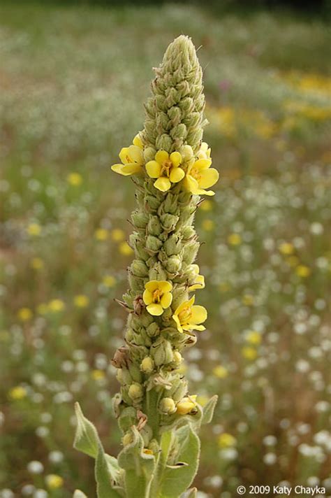 Verbascum Thapsus Common Mullein Minnesota Wildflowers