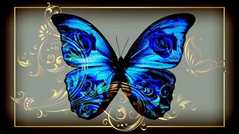 Butterfly Blue Jewelry Wallpaper Animals Wallpaper Better