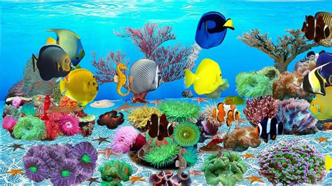 Top 10 Best Live Aquarium Fish Screensaver Best Of 2018 Reviews No