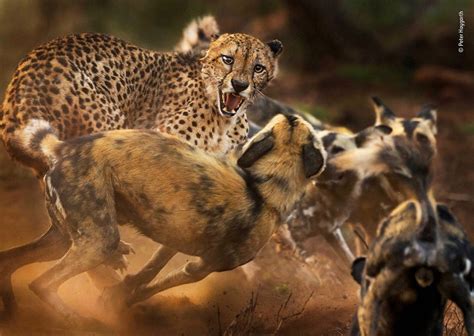 First Look 2019 Wildlife Photographer Of The Year