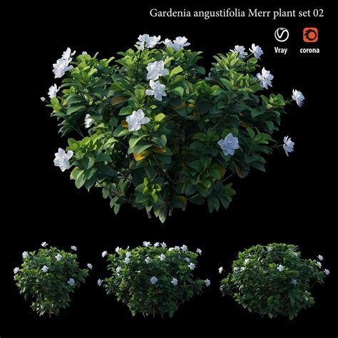 Gardenia Angustifolia Merr Plant Set 02 3d Model Cgtrader