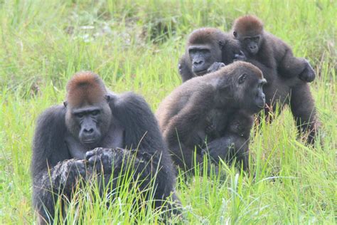 Female Gorillas Must Balance The Reproductive Costs Of Staying With Or
