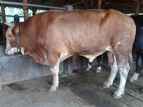 Naw Production Sapi Simental N Limousin 450 Kg 1 Ton