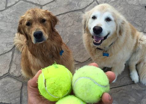 To teach a cat you must teach it slowly because they are not that hyperactive. Teach your dog to fetch