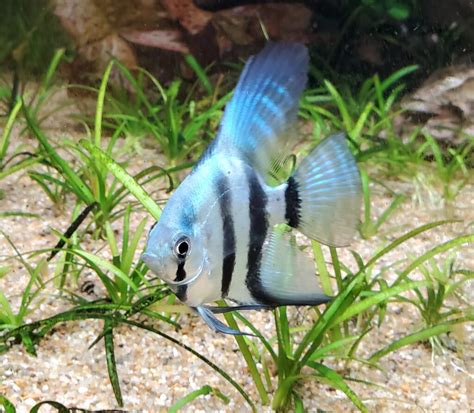 Philippine Blue Angelfish Care Guide Fishy Kingdom
