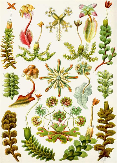 Scientific Illustration Plants