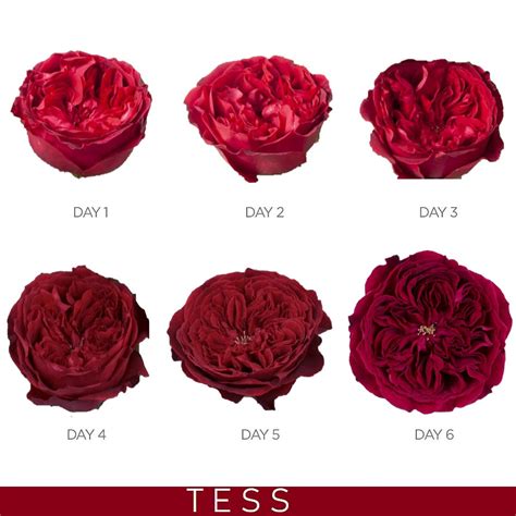 Tess Garden Rose Red Rose Bush For Sale Free Delivery Flower 80