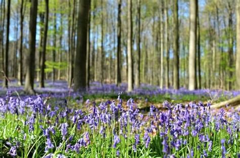 Visiting The Hallerbos The Blue Forest Belgium Praiala
