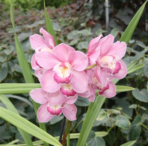 All Sizes Cymbidium Orchid Flickr Photo Sharing