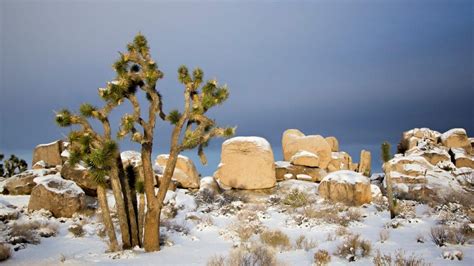 Photos Joshua Tree Southern California Covered In Snow