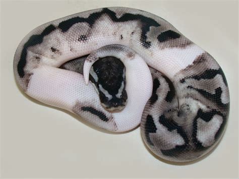 Lightning Pied Morph List World Of Ball Pythons Pretty Snakes