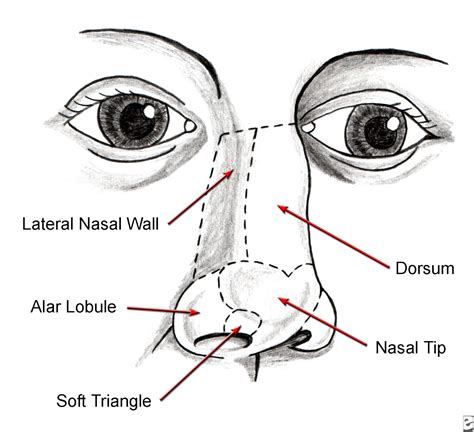 Nose Revision Surgery And Surgeons October 2012