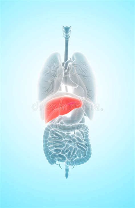 3d Illustration Of Liver Stock Illustration Illustration Of Disease