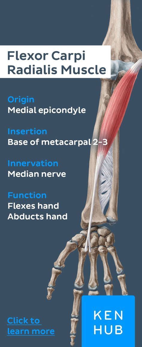 Superficial Flexors Of The Forearm Anatomy Medical Anatomy Human