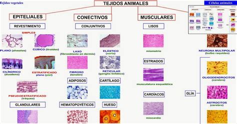 Biología Tejidos Animales