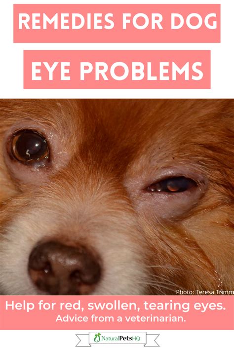 How To Treat Dog Eye Infection Naturally