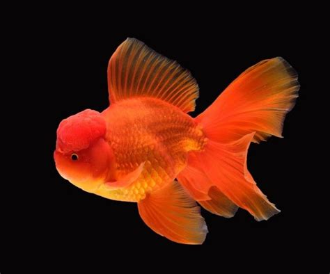 Oranda Goldfish Pictures Care Guide Varieties Lifespan More Pet